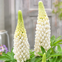 Люпин Noble Maiden