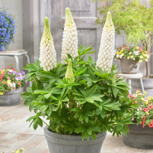 Люпин Noble Maiden