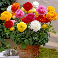 Лютики Смесь