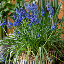 Мускарі Armeniacum