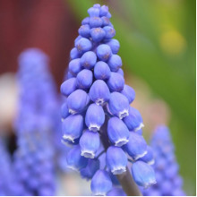 Мускарі Armeniacum