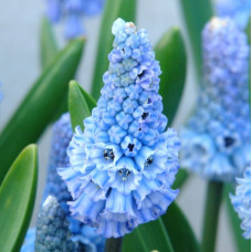 Мускари Azureum