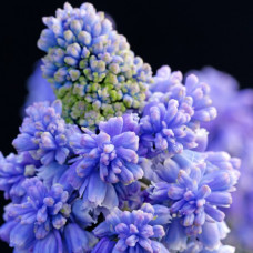 Мускари Blue Spike