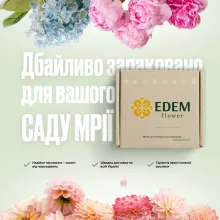 Мускарі Armeniacum