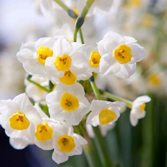 Нарцис Мультиквітковий Avalanche