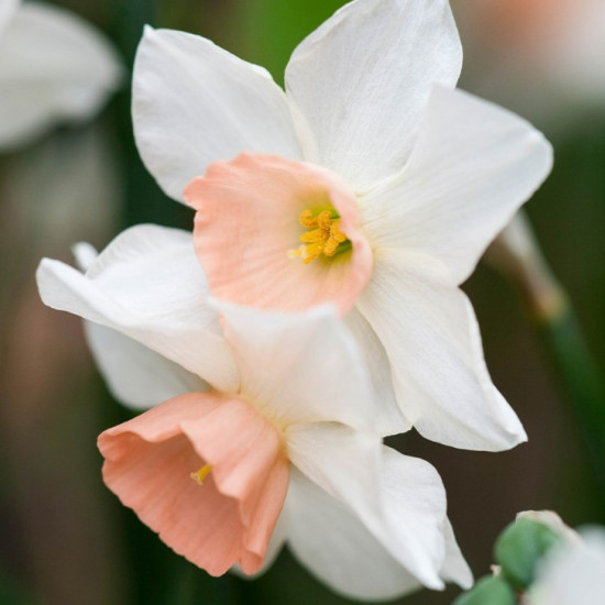 Нарцис Мініатюрний Bell Song