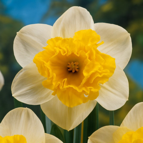 Нарцис Корончатий з махровою короною Blues