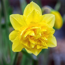 Нарцис Махровий Dick Wilden