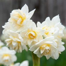 Нарцис Мультиквітковий Erlicheer