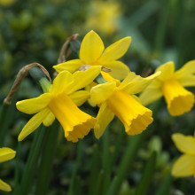 Нарцис Корончатий February Gold