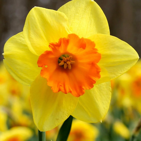 Нарцис Корончатий Fortissimo