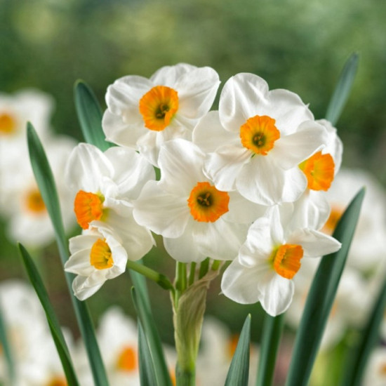 Нарцис Багатоквітковий Geranium