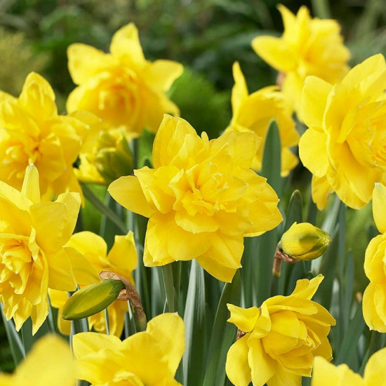 Нарцис Махровий Golden Ducat