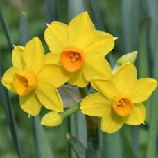 Нарцис Мультиквітковий Grand Soleil d'Or