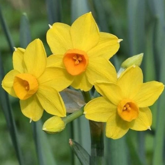 Нарцис Мультиквітковий Grand Soleil d'Or