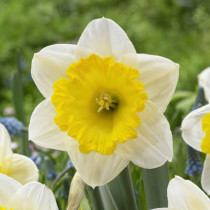 Нарциси Корончаті