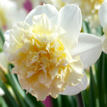 Нарцис Махровий Ice King