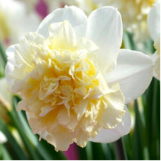 Нарцис Махровий Ice King