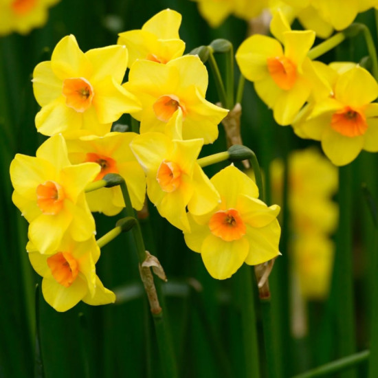 Нарцис Мініатюрний Martinette