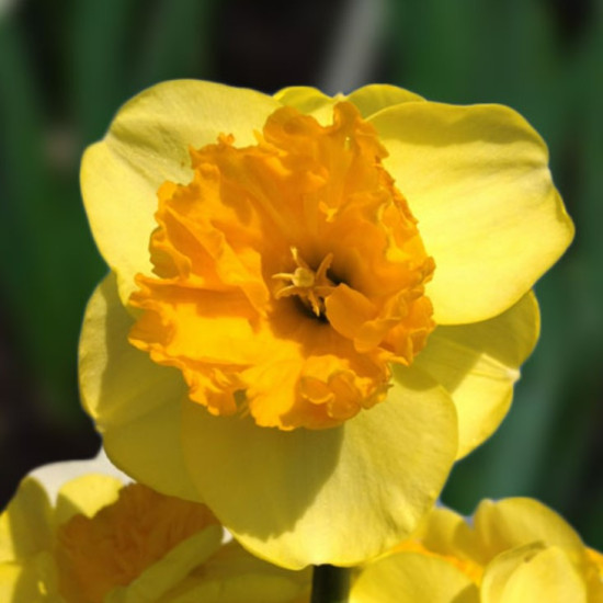 Нарцис Корончатий з махровою короною Modern Art