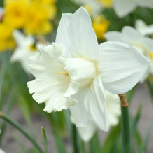 Нарцис Корончатий Mount Hood