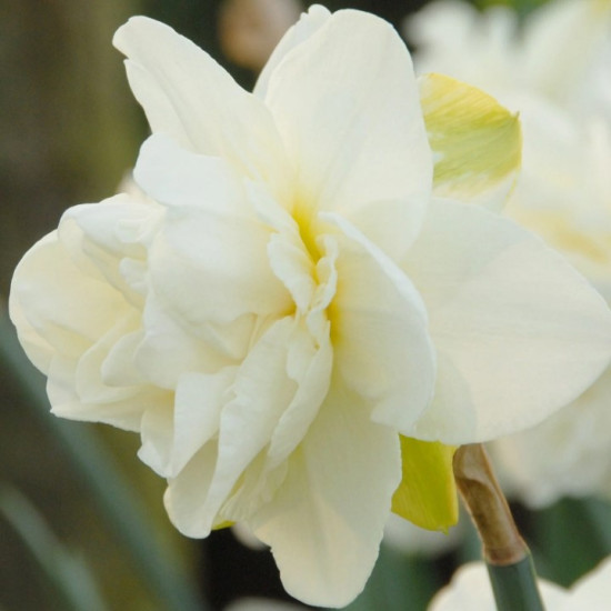 Нарцис Махровий Obdam