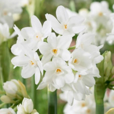 Нарцис Мультиквітковий Paperwhite