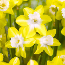 Нарцисс Многоцветковый Pipit