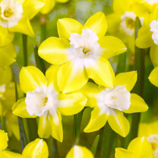 Нарцис Багатоквітковий Pipit