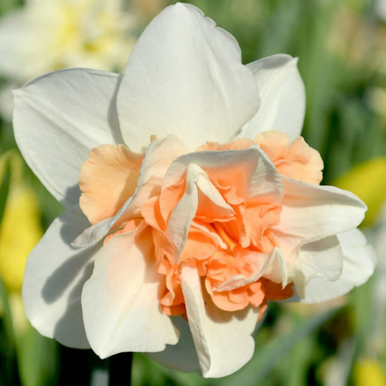 Нарцис Махровий Replete