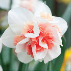 Нарцис Махровий Rosy Cloud