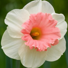 Нарцис Корончатий Rosy Sunrise