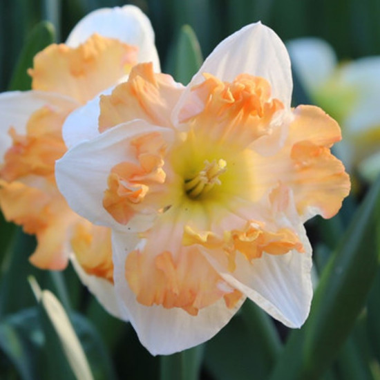 Нарцис Split Corona Cum Laude