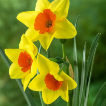 Нарцис Багатоквітковий Suzy