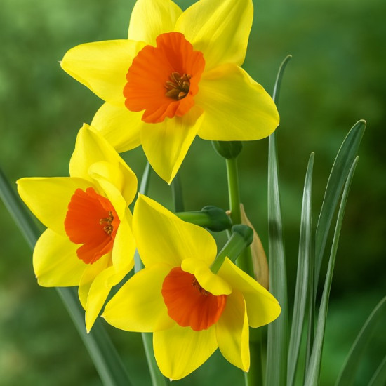 Нарцис Багатоквітковий Suzy