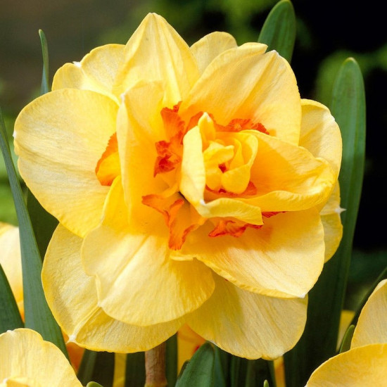 Нарцис Махровий Tahiti