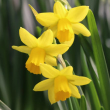 Нарцис Мініатюрний Tete a Tete