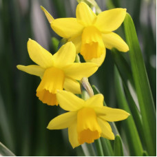 Нарцис Мініатюрний Tete a Tete