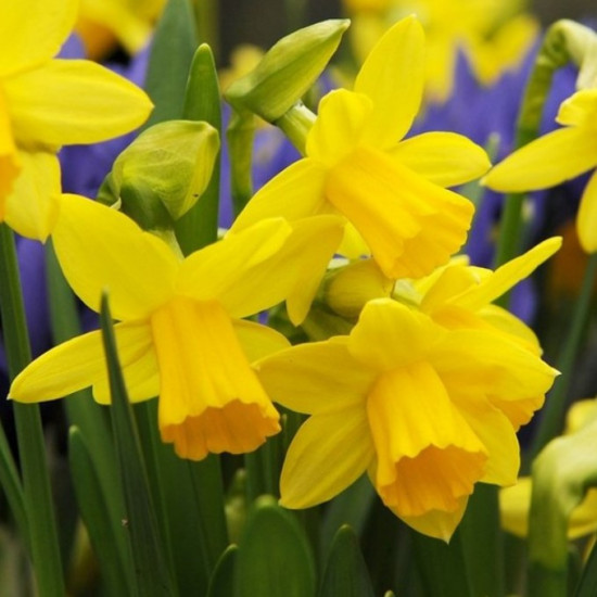 Нарцис Мініатюрний Threvitian