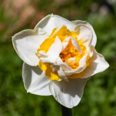 Нарцис Махровий Unique