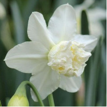 Нарцис Корончатий з махровою короною White Marvel