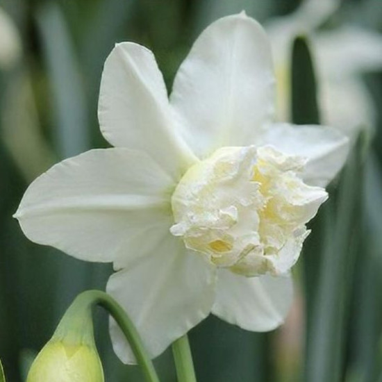 Нарцис Корончатий з махровою короною White Marvel