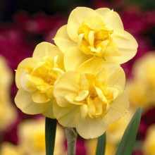 Нарцисс Многоцветковый Yellow Cheerfulness