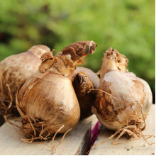 Нарцис Махровий Ice King