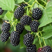 Ежевика Черный Бриллиант (Black Diamond)