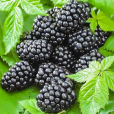 Ожина Честер (Chester)