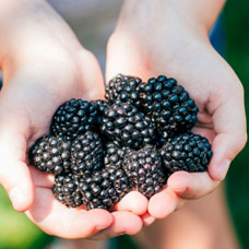 Ожина Джамбо (Jumbo)