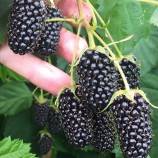 Ожина Коламбія Стар (Columbia Star)