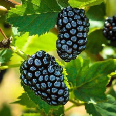 Ожина Натчез (Natchez)