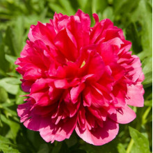 Півонія трав'яниста Many Happy Returns